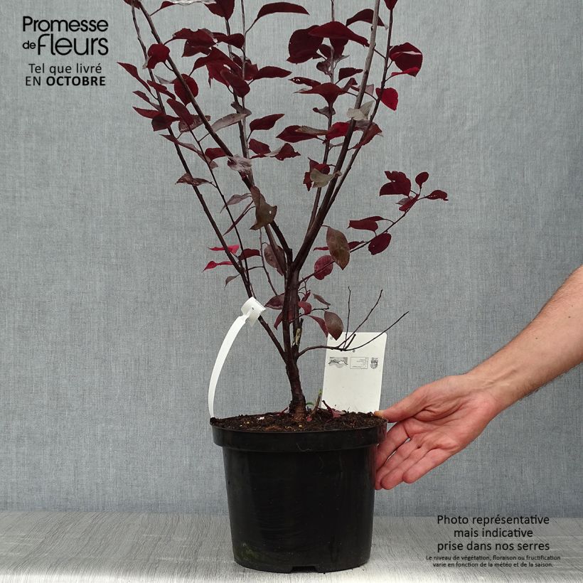 Spécimen de Prunus cistena - Prunier des sables Pot de 4L/5L tel que livré en automne