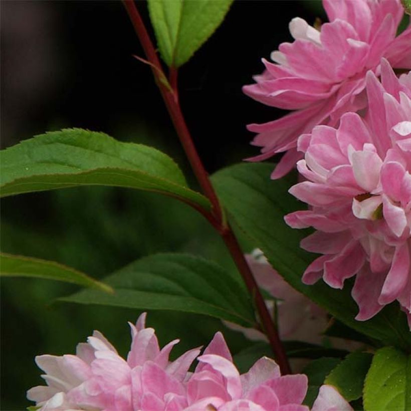 Cerisier à fleurs - Prunus glandulosa Rosea Plena (Feuillage)