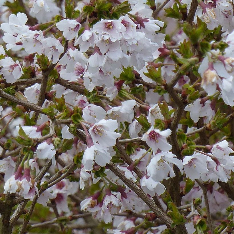 Cerisier à fleurs nain du Japon - Prunus incisa Kojo no mai (Floraison)