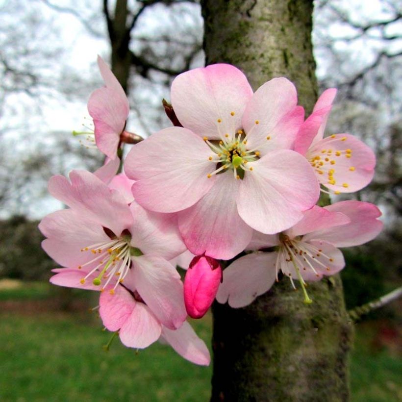 Cerisier à fleurs du Japon nain - Prunus incisa Paean (Floraison)