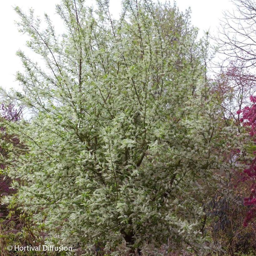 Prunus padus Le Thoureil - Cerisier à grappes  (Port)