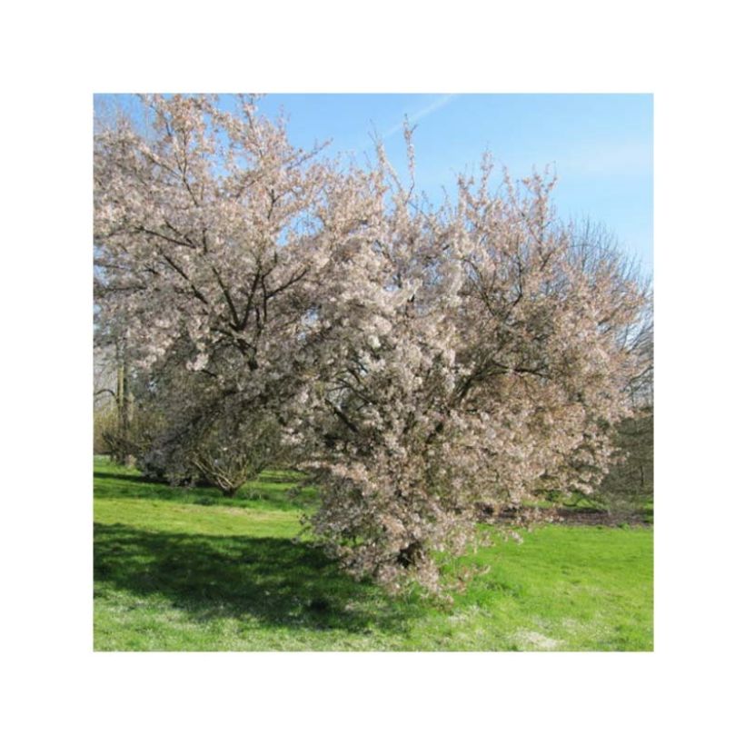 Cerisier à fleurs - Prunus Pandora (Port)
