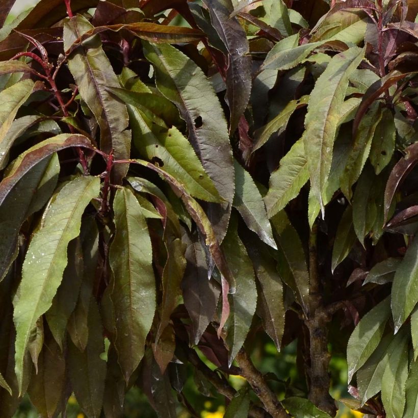 Pêcher - Prunus persica Nain Crimson Bonfire (Feuillage)