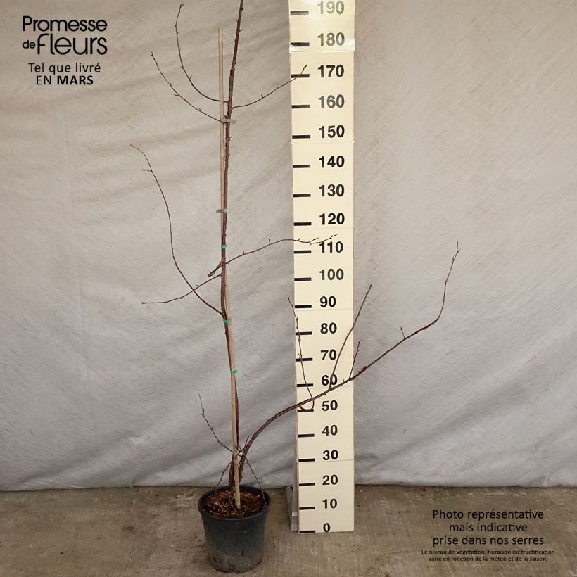 Spécimen de Prunus serrula Amber Scots - Cerisier du Tibet  tel que livré au printemps