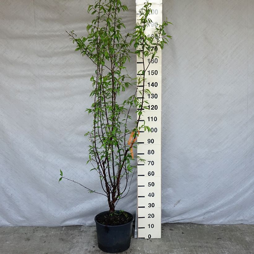Spécimen de Prunus serrula - Cerisier du Tibet en pot de 12L tel que livré au printemps