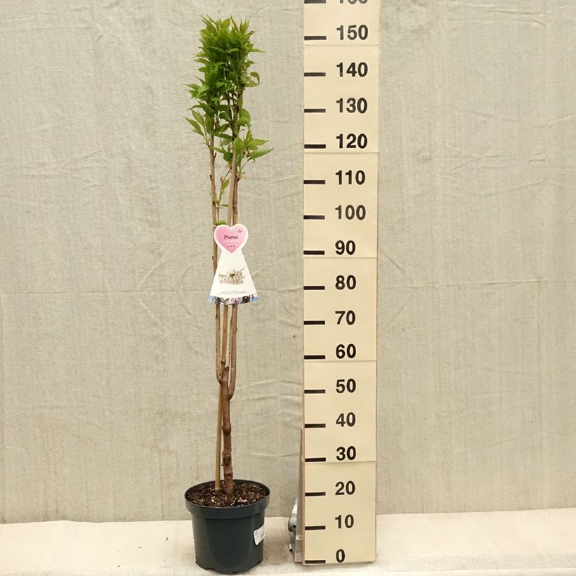 Spécimen de Prunus serrulata Amanogawa 100/125 en pot de 7.5L/10L tel que livré au printemps