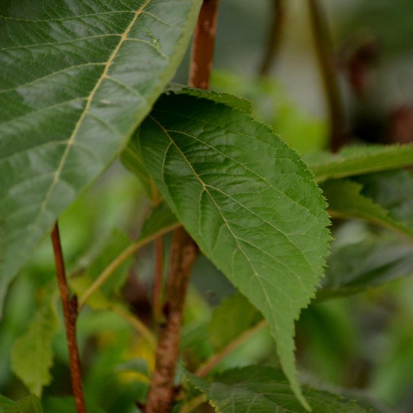 Prunus serrulata Amanogawa (Feuillage)