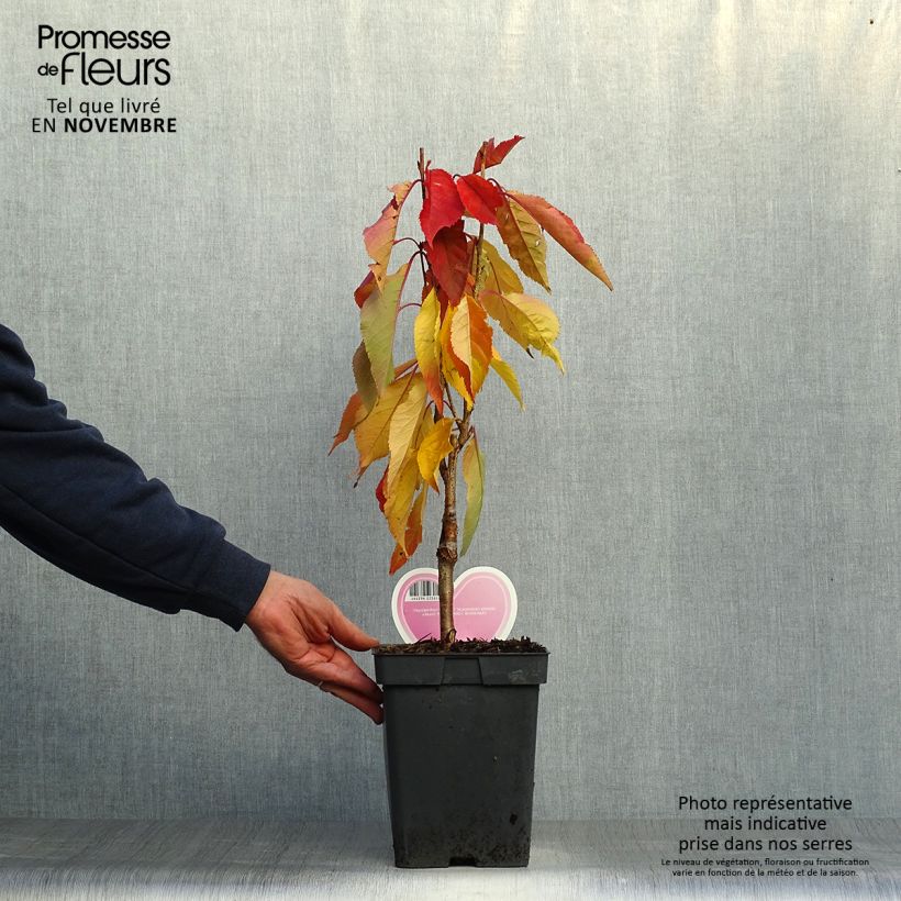 Spécimen de Prunus serrulata Amanogawa Pot de 4L/5L tel que livré en automne