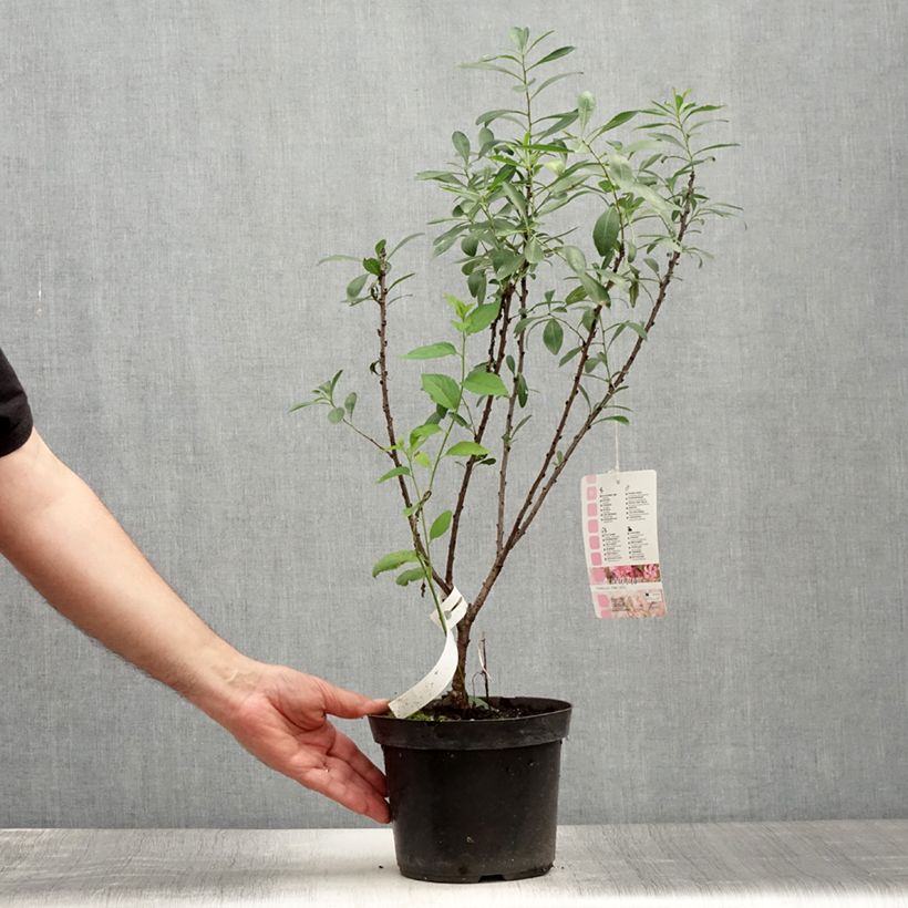 Spécimen de Prunus tenella Fire Hill - Amandier nain à fleurs Pot de 3L/4L tel que livré en été