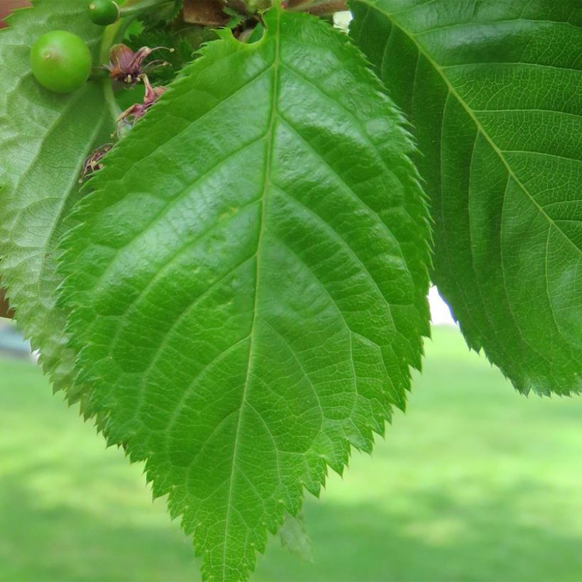 Cerisier à fleurs - Prunus Umineko (Feuillage)