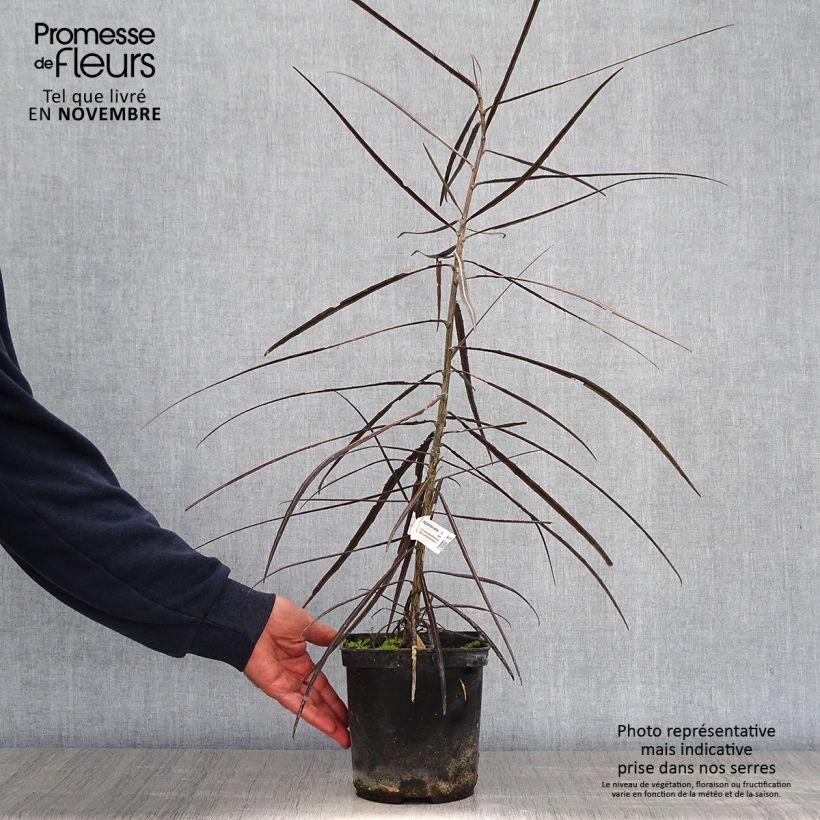 Spécimen de Pseudopanax crassifolius (crassifolium) Pot de 2L/3L tel que livré en automne