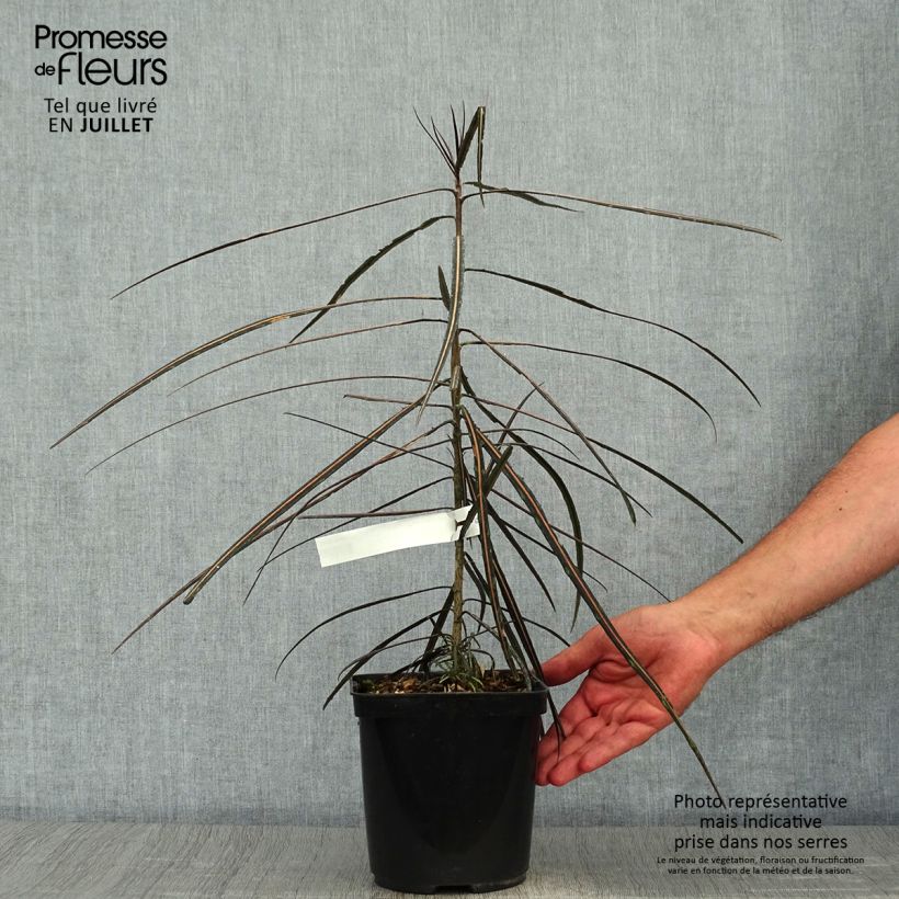 Spécimen de Pseudopanax crassifolius (crassifolium) Pot de 2L/3L tel que livré en été