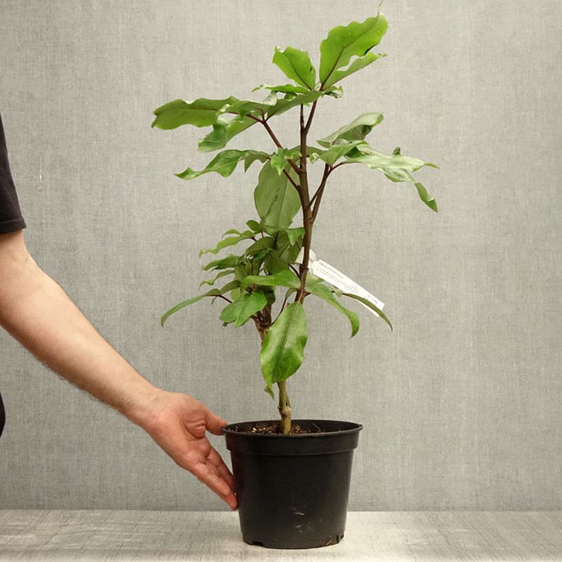 Spécimen de Pseudopanax laetus  Pot de 3L/4L tel que livré en été