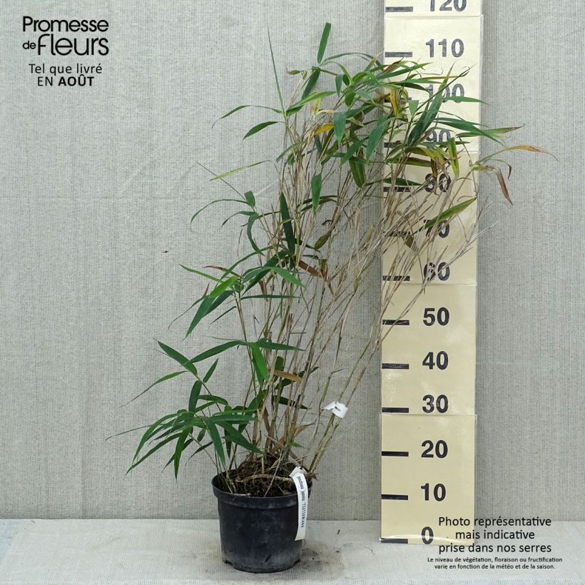 Spécimen de Pseudosasa japonica Tsutsumiana - Bambou moyen Pot de 4L/5L tel que livré en été