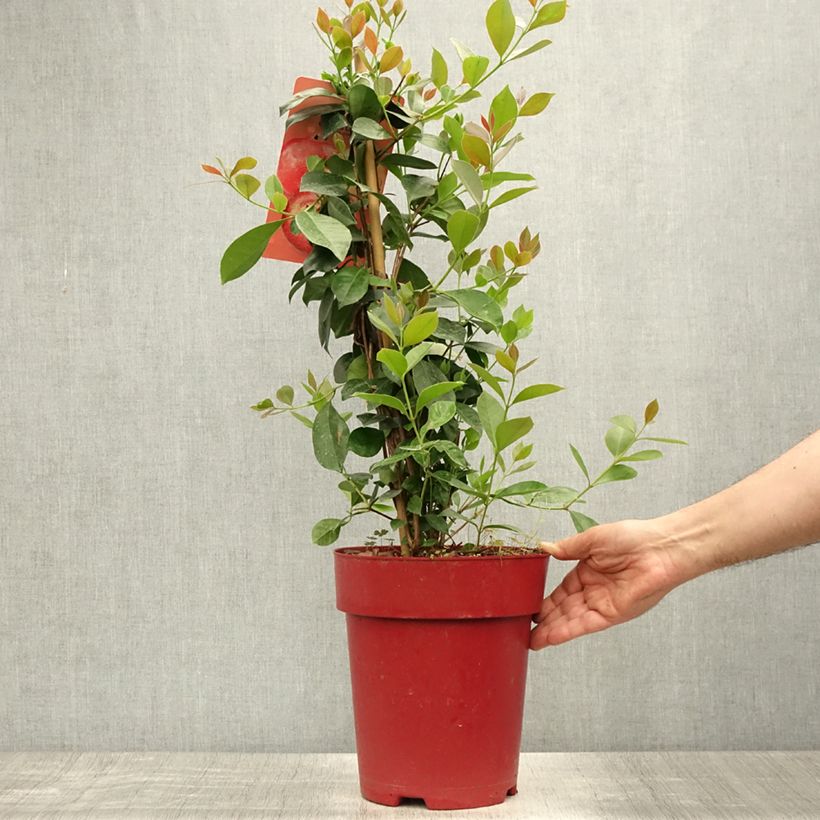 Spécimen de Psidium cattleianum - Goyavier de Chine Pot de 6L/7L tel que livré en été