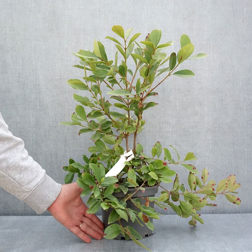 Spécimen de Psidium cattleianum lucidum - Goyavier de Chine à fruits jaunes - Pot de 3L/4L tel que livré au printemps