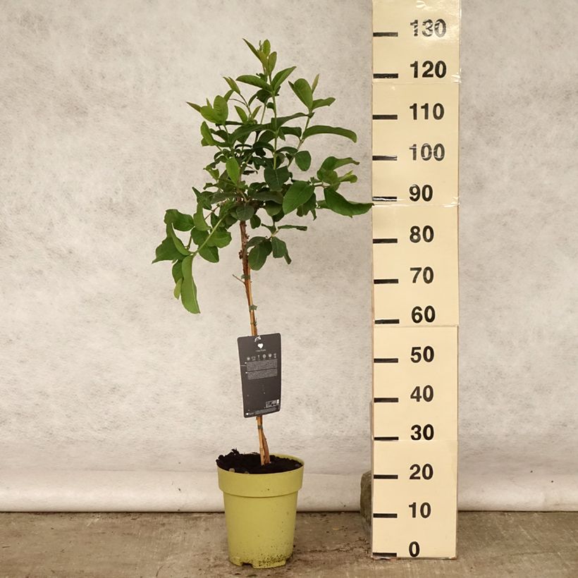 Spécimen de Psidium guajava Limon - goyavier citron jaune Pot de 6L/7L tel que livré en été
