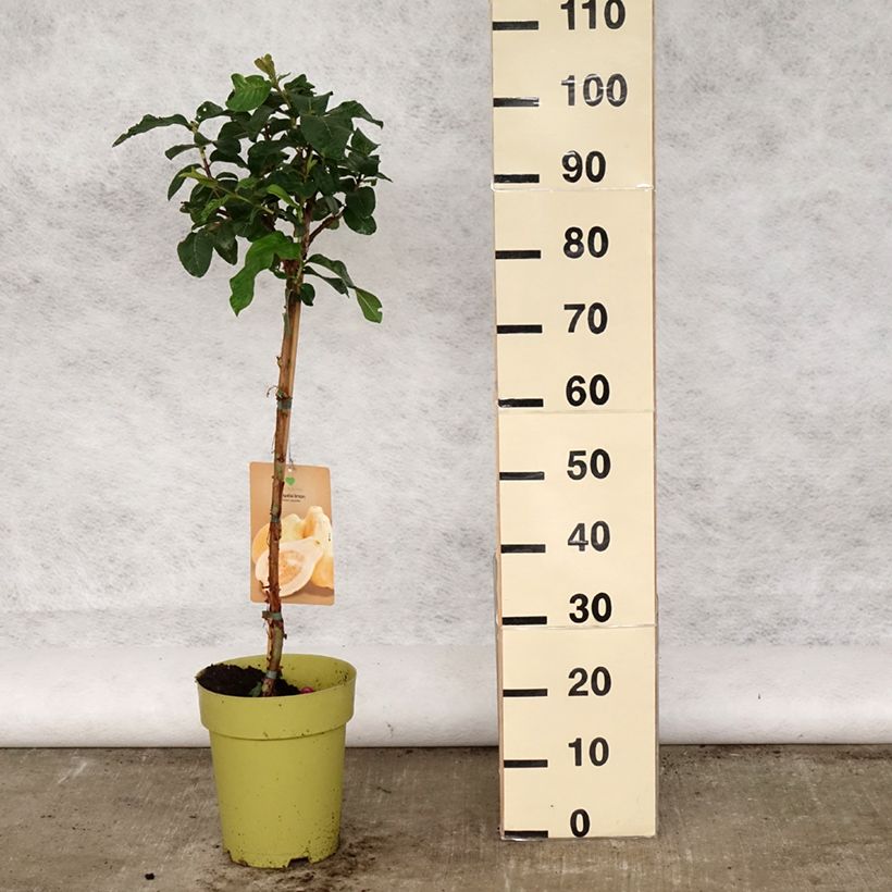 Spécimen de Psidium guajava Limon - goyavier citron jaune - Pot de 6L/7L tel que livré au printemps