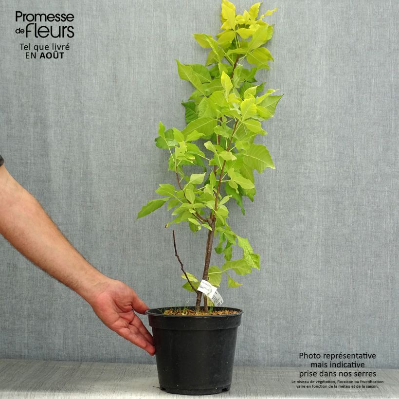 Spécimen de Ptelea trifoliata Aurea - Orme de Samarie doré Pot de 4L tel que livré en été