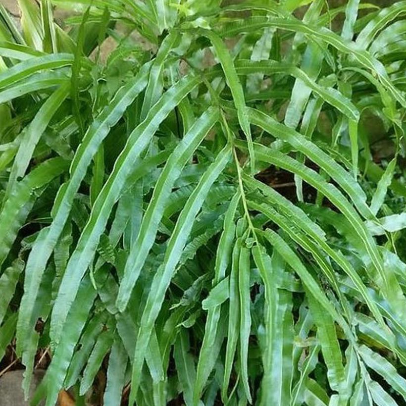 Pteris umbrosa - Fougère (Feuillage)