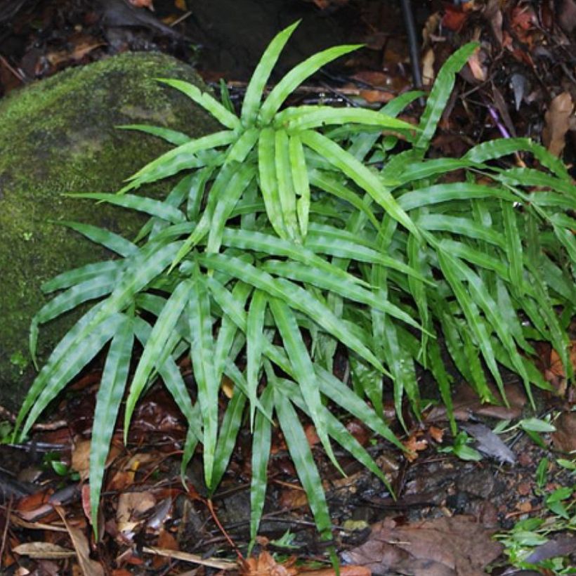 Pteris umbrosa - Fougère (Port)