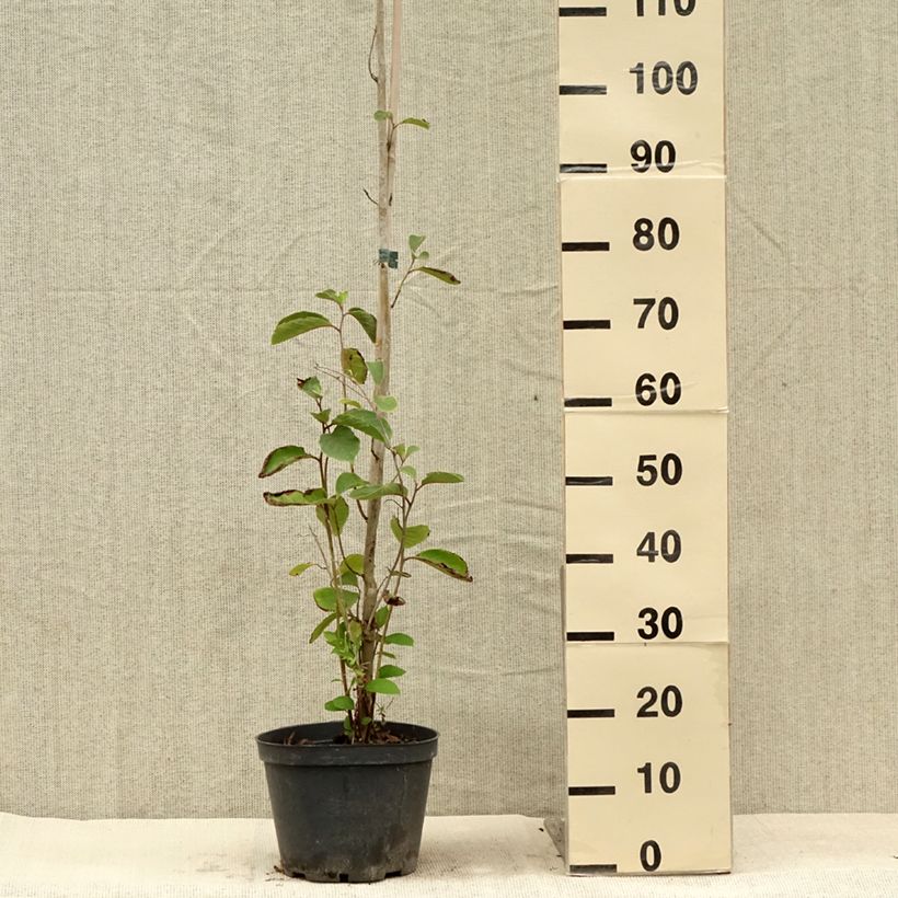 Spécimen de Pterostyrax corymbosa Pot de 3L/4L tel que livré en été