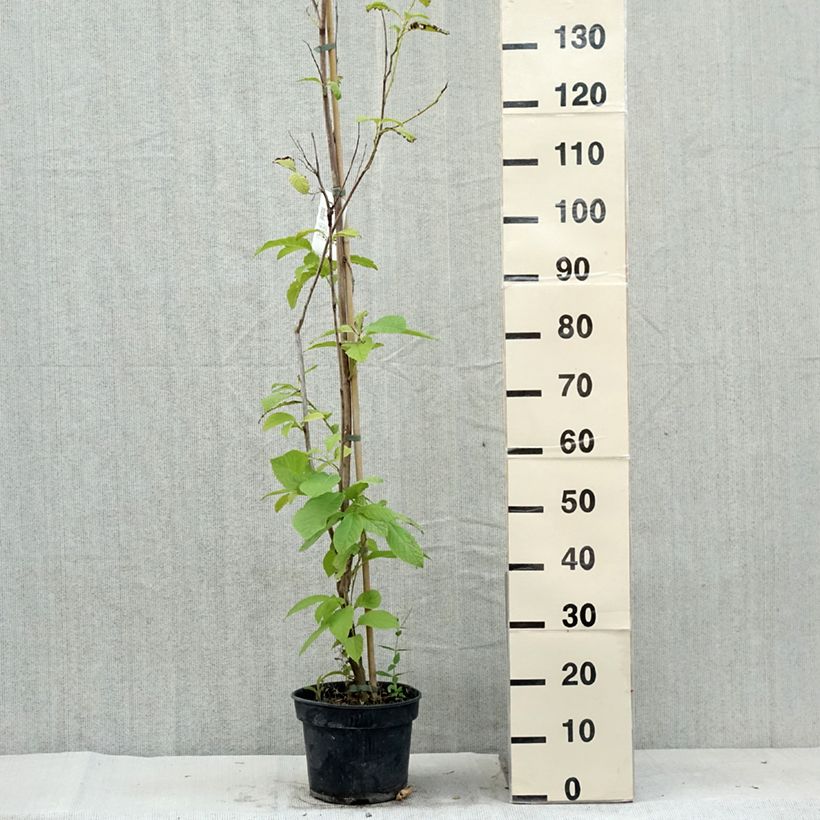 Spécimen de Pterostyrax hispida - Arbre aux épaulettes Pot de 4L/5LHauteur livrée env. 80/100cm tel que livré en été