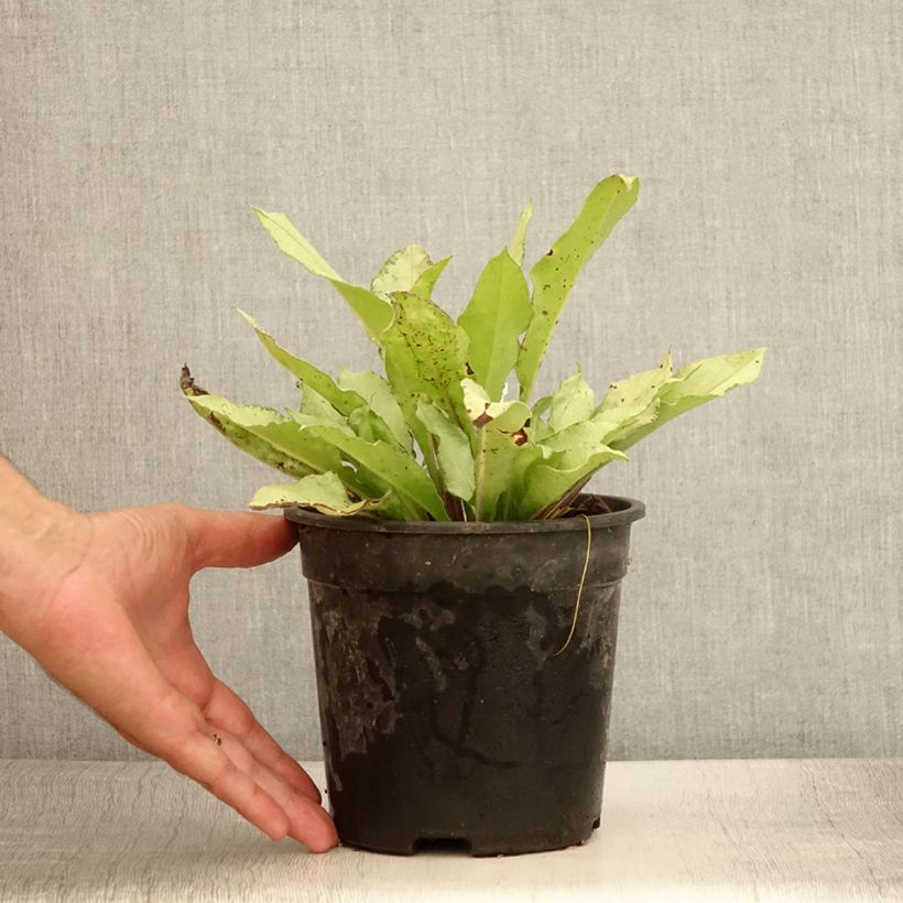 Spécimen de Pulmonaire hybride - Pulmonaria Diane Clare Pot de 2L/3L tel que livré en été