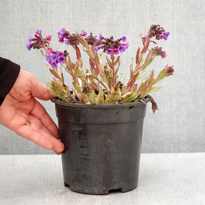 Spécimen de Pulmonaire hybride - Pulmonaria Diane Clare - Pot de 2L/3L tel que livré au printemps