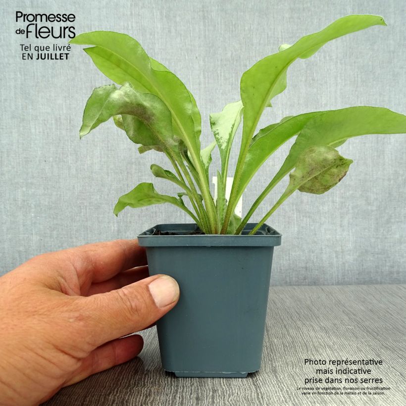 Spécimen de Pulmonaire hybride - Pulmonaria Majesté Godet de 8/9 cm tel que livré en été