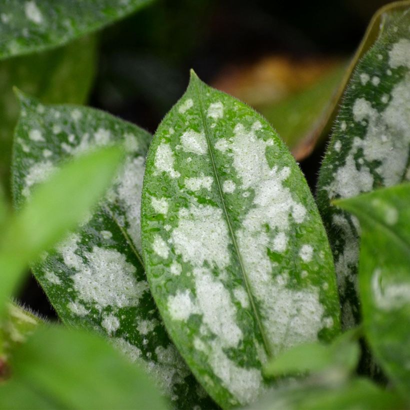 Pulmonaire hybride - Pulmonaria Opal (Feuillage)