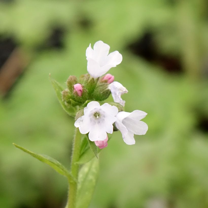 Pulmonaire hybride - Pulmonaria Opal (Floraison)