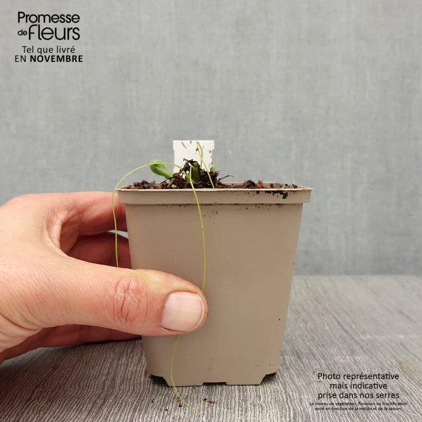 Spécimen de Pulmonaire hybride - Pulmonaria Twinkle Toes Godet de 8/9 cm tel que livré en automne