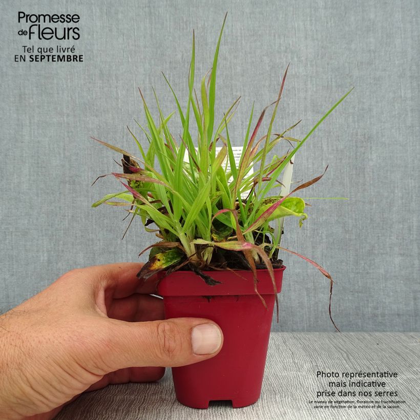 Spécimen de Pulmonaire longifolia Cevennensis - Pulmonaire à longues feuilles Godet de 8/9 cm tel que livré en été
