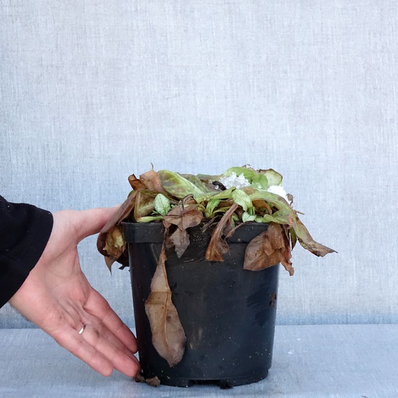 Spécimen de Pulmonaire Moonshine - Pulmonaria Pot de 3L/4L tel que livré en hiver