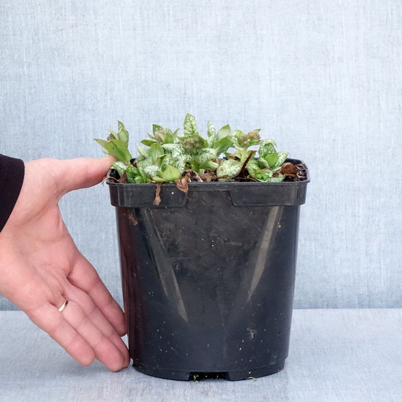 Spécimen de Pulmonaire Moonshine - Pulmonaria - Pot de 3L/4L tel que livré au printemps