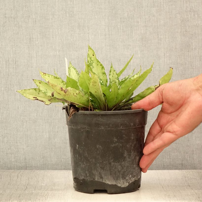 Spécimen de Pulmonaire Silver Bouquet - Pulmonaria saccharata Pot de 2L/3L tel que livré en été