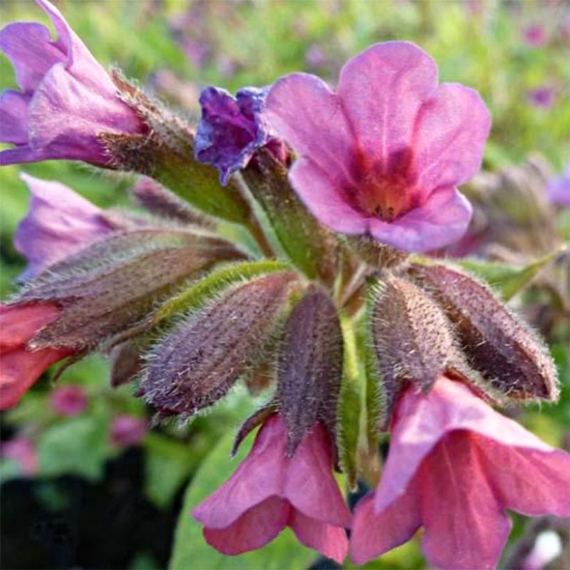 Pulmonaire hybride Victorian Brooch (Floraison)