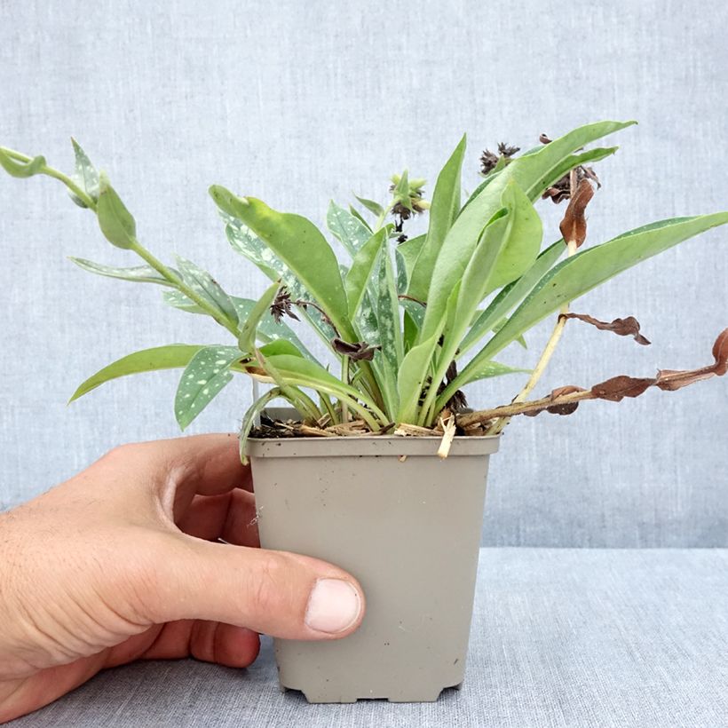 Spécimen de Pulmonaria longifolia E.B Anderson - Pulmonaire à longues feuilles Godet de 8/9 cm tel que livré en été
