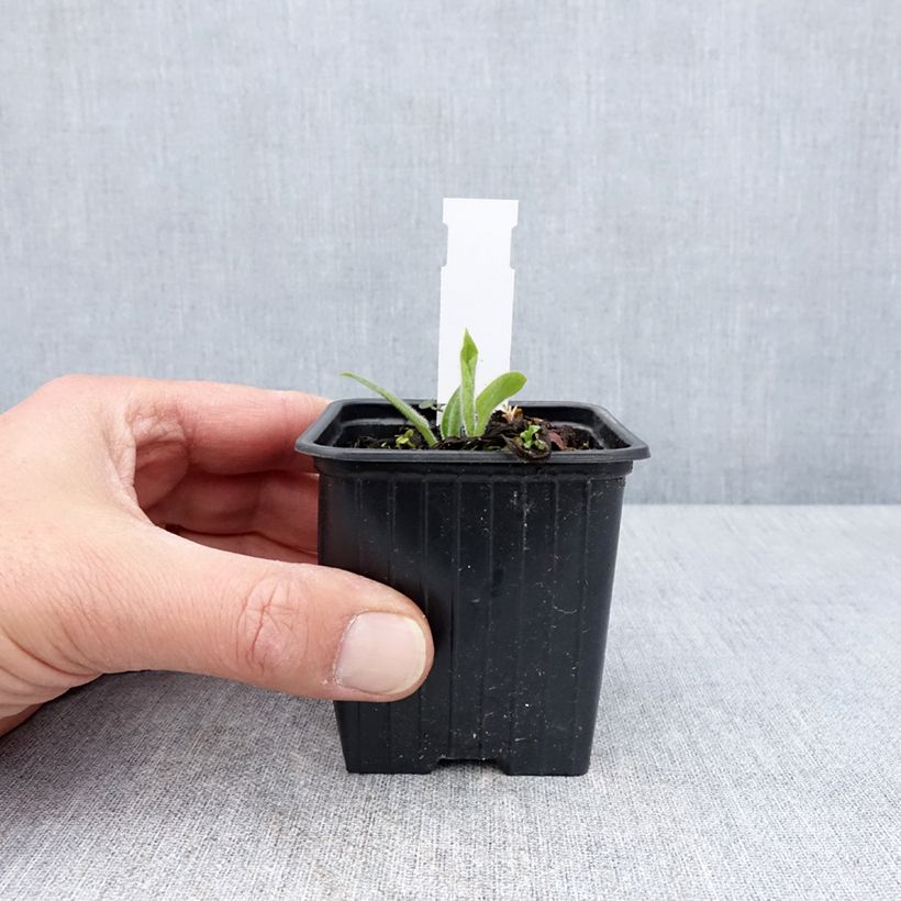 Spécimen de Pulmonaria saccharata Dora Bielefeld - Godet de 8/9 cm tel que livré au printemps