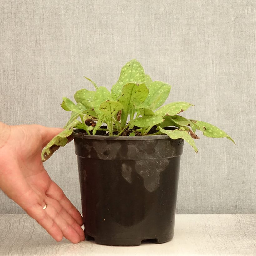 Spécimen de Pulmonaria saccharata Mrs Moon - Pulmonaire Mrs Moon Pot de 2L/3L tel que livré en été