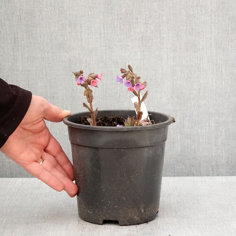 Spécimen de Pulmonaria saccharata Mrs Moon - Pulmonaire Mrs Moon - Pot de 2L/3L tel que livré au printemps
