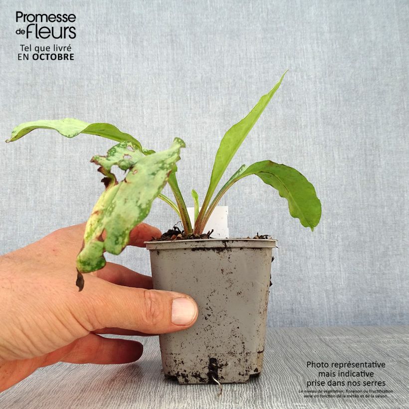 Spécimen de Pulmonaria saccharata Silverado - Pulmonaire Silverado Godet de 8/9 cm tel que livré en automne