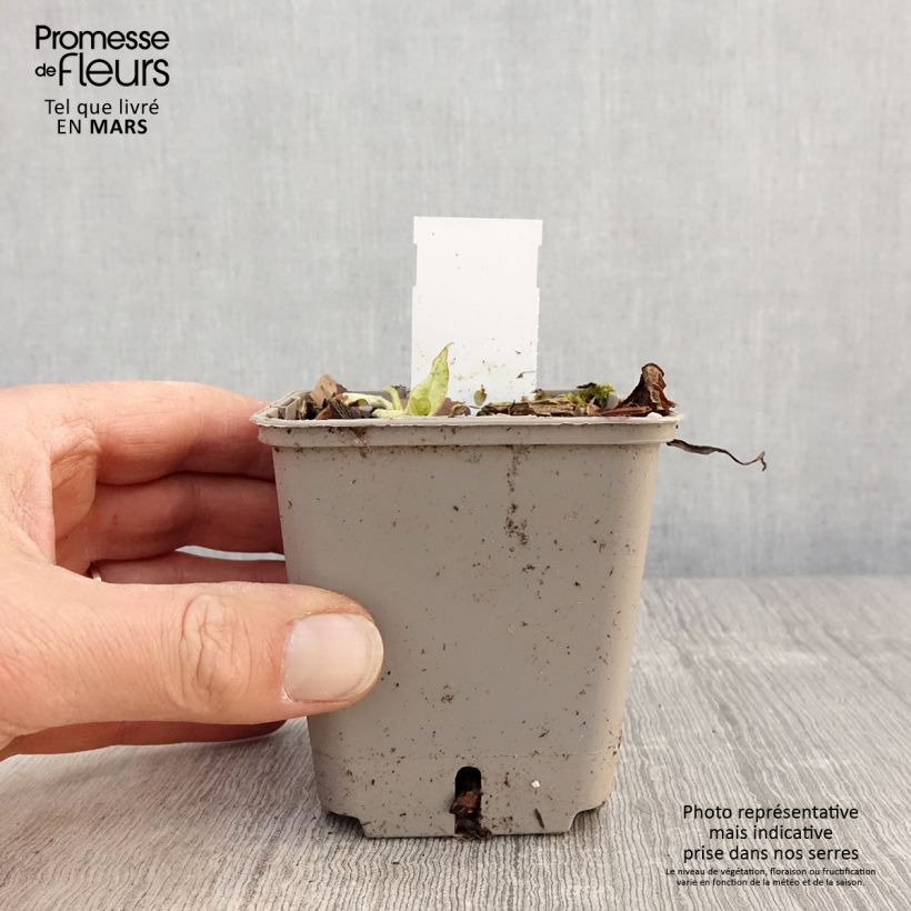Spécimen de Pulmonaria saccharata Silverado - Pulmonaire Silverado Godet de 9cm tel que livré au printemps