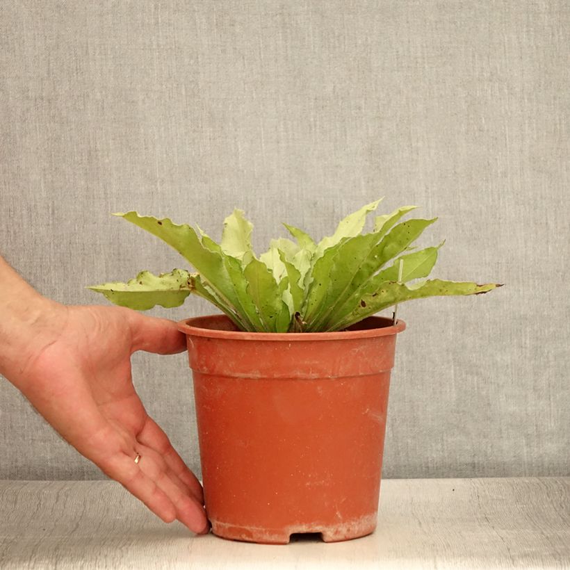 Spécimen de Pulmonaria Samourai - Pulmonaire hybride Pot de 2L/3L tel que livré en été