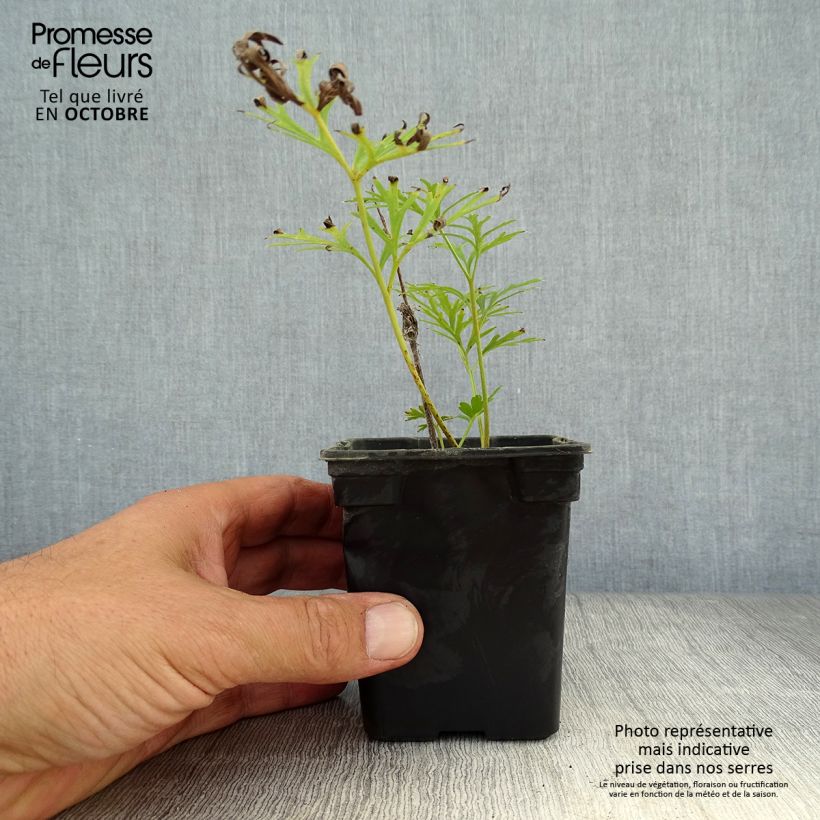 Spécimen de Pulsatilla vulgaris Alba - Anémone pulsatille Godet de 7/8 cm tel que livré en automne