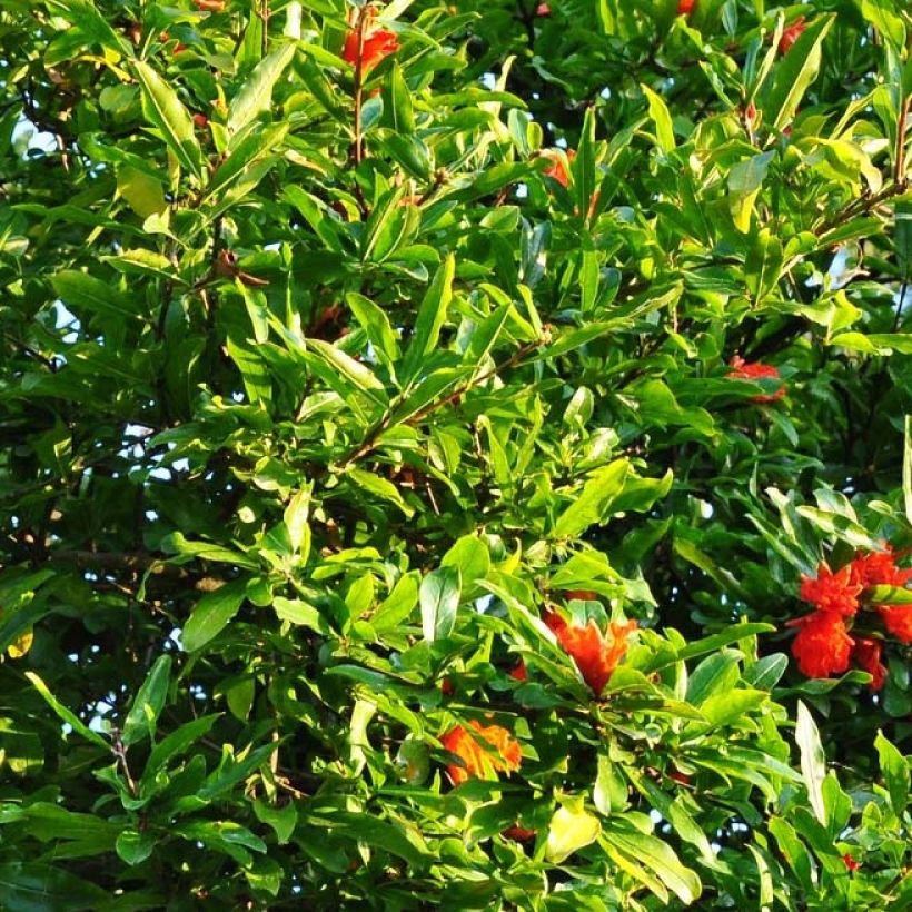 Grenadier à fruits - Punica granatum Fina Tendral (Feuillage)