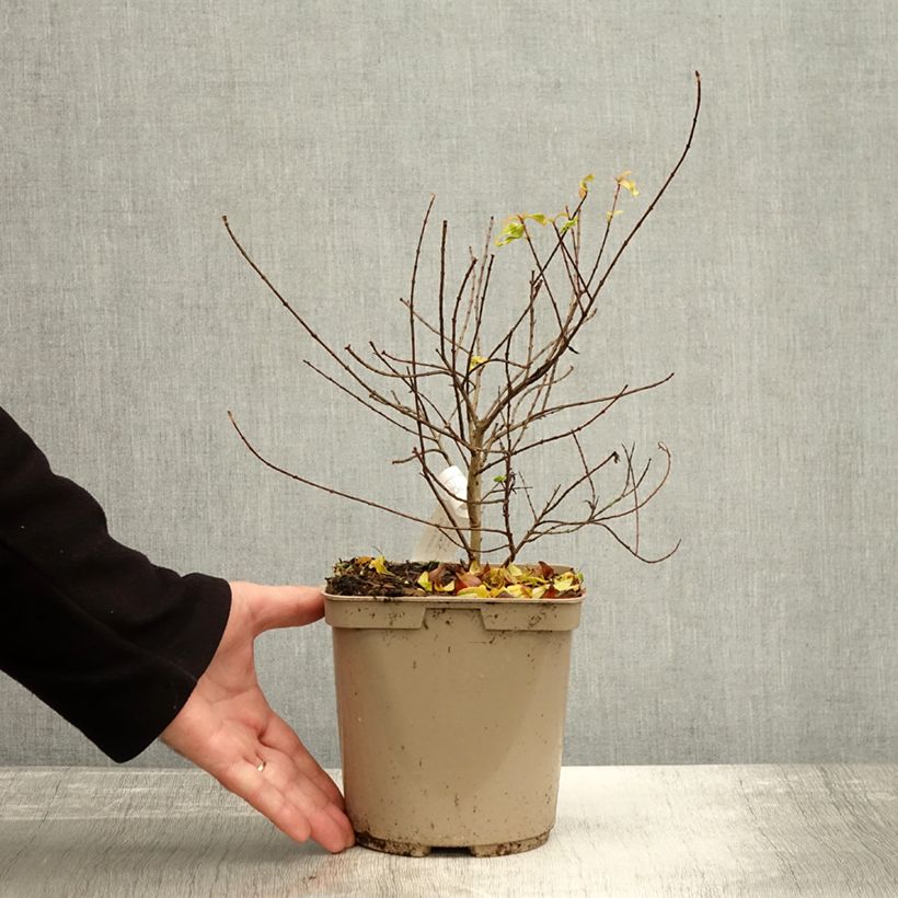 Spécimen de Punica granatum Nana Racemosa - Grenadier nain Pot de 3L/4L tel que livré en automne