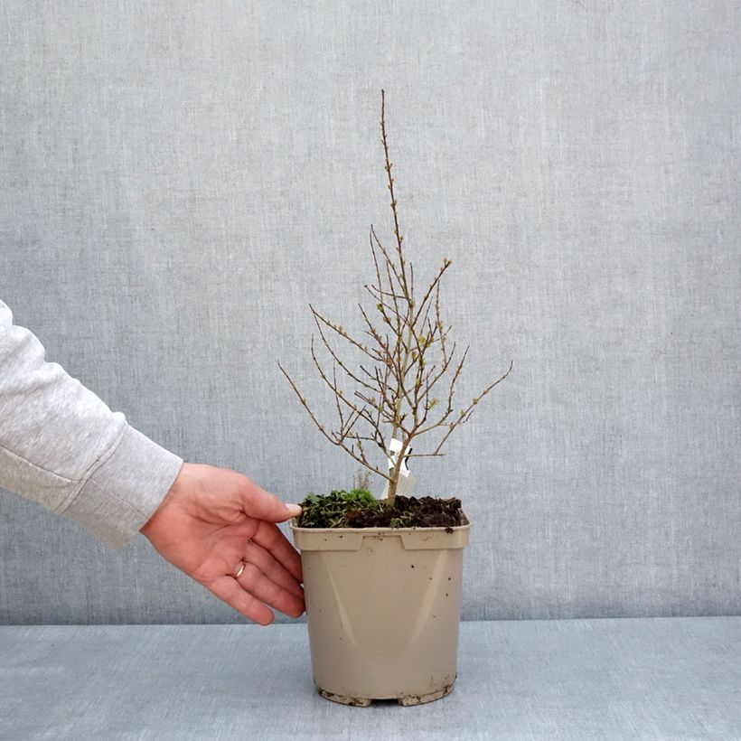 Spécimen de Punica granatum Nana Racemosa - Grenadier nain - Pot de 3L/4L tel que livré au printemps