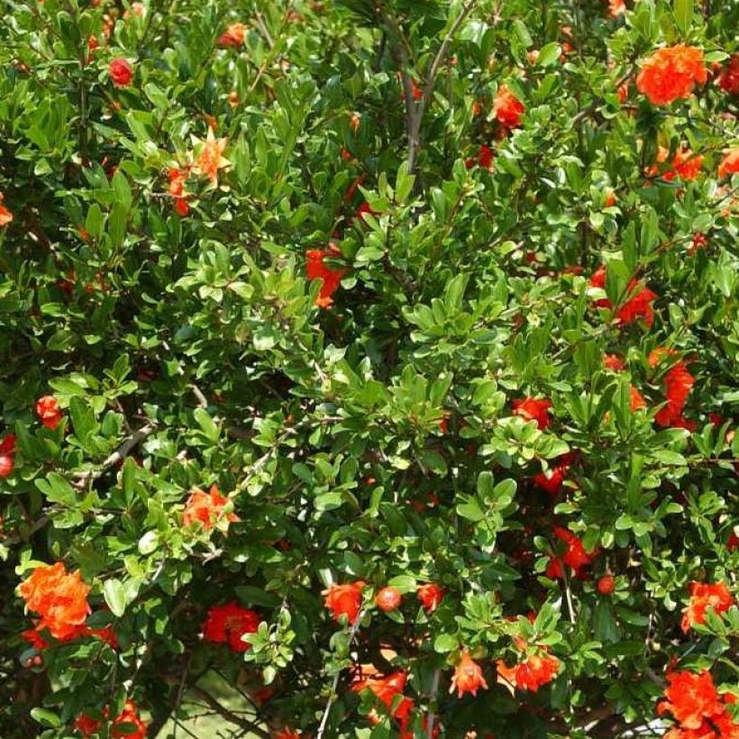 Grenadier à fleurs - Punica granatum Plena (Feuillage)